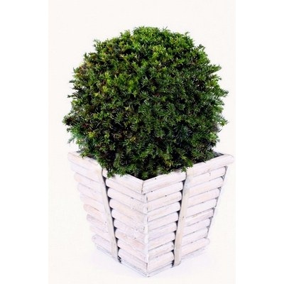 taxus in pot taxus in pot